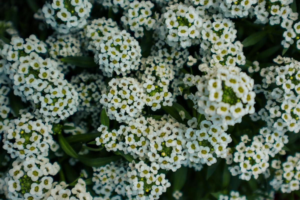 Welke pretentieloze vaste planten kun je planten op een begraafplaats / foto door chrechels.com