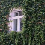 Door experts benoemde “agressieve” planten die niet in de buurt