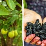 Experts hebben fruitbomen genoemd die je nooit in de buurt