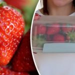 Hoe aardbeien bewaren om ze langer vers te houden: landbouwtips