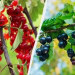 Hoe bessen in de herfst te planten, zodat de struiken