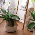 Hoe verzorg je spathiphyllum in de herfst, zodat de bladeren