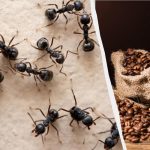 Insecten vergeten de weg naar binnen: een bewezen middel tegen