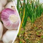 Knoflook houdt van deze meststof: wat strooi je in de