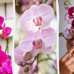 Orchideeën vs. de zon: hoeveel licht heeft de bloem echt