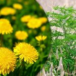 Portulaca, tarwegras, ambrosia: hoe kom je voorgoed van onkruid af