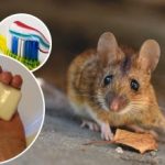 Ratten en muizen zullen voor altijd verdwijnen: een kosteneffectief middel