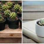 Stille “vampier” in huis: waar cactussen volgens feng shui beter