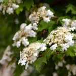Tuiniers hebben 7 planten genoemd die je beter niet kunt