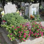 Zelfbloeiend en onderhoudsarm: 4 perfecte bloemen voor grafbeplanting